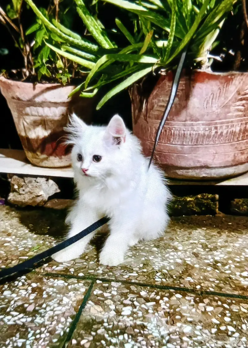 Persian kittens | triple Coat | Snow White | Fluffy Cat — photo 2