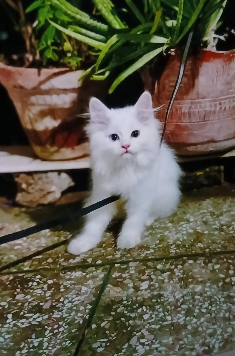 Persian kittens | triple Coat | Snow White | Fluffy Cat — photo 3