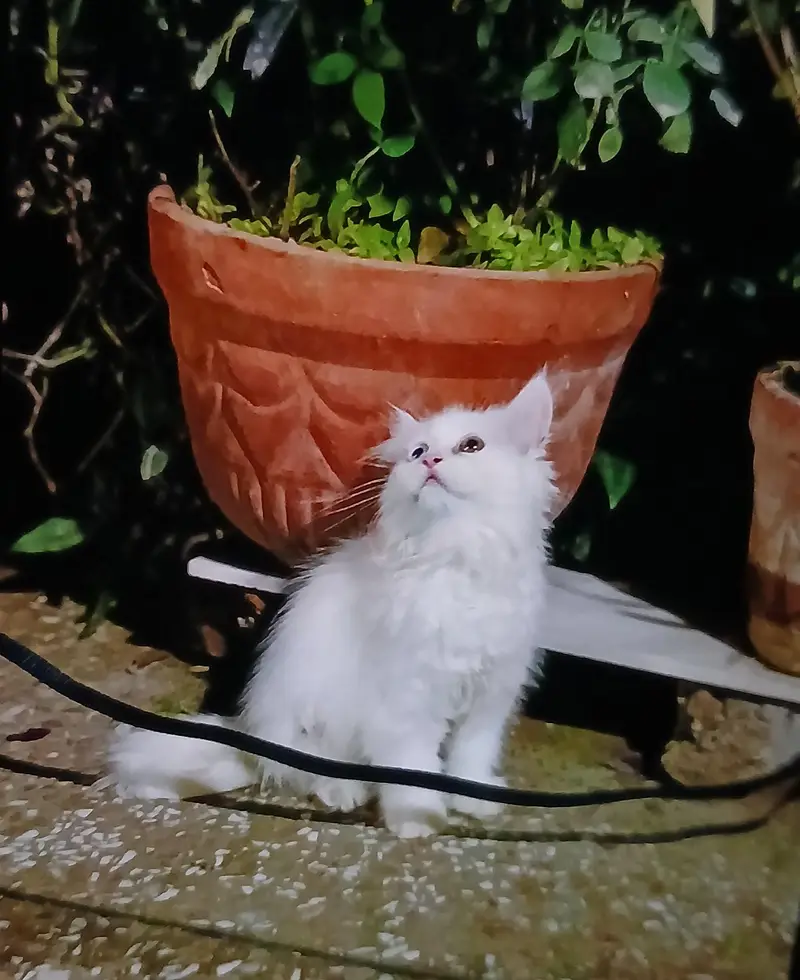 Persian kittens | triple Coat | Snow White | Fluffy Cat — photo 4