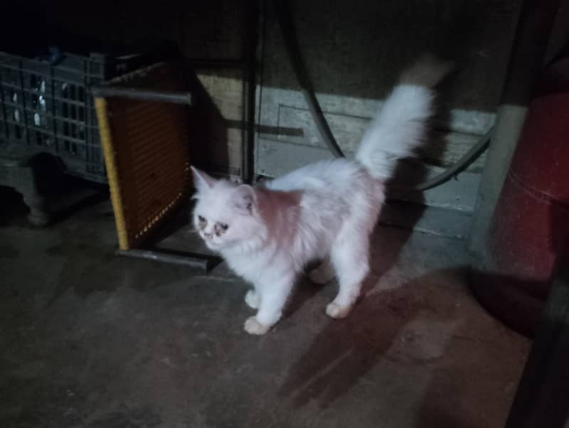 fanshi cat 0