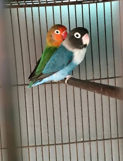 Love bird for sale full active pair