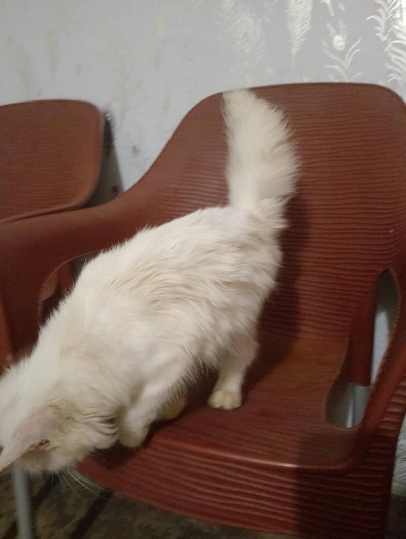 fanshi cat 1