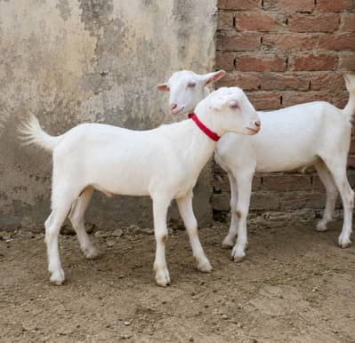 white teddy Bakra jori  safaid rang safaid ankh jori ka 80000