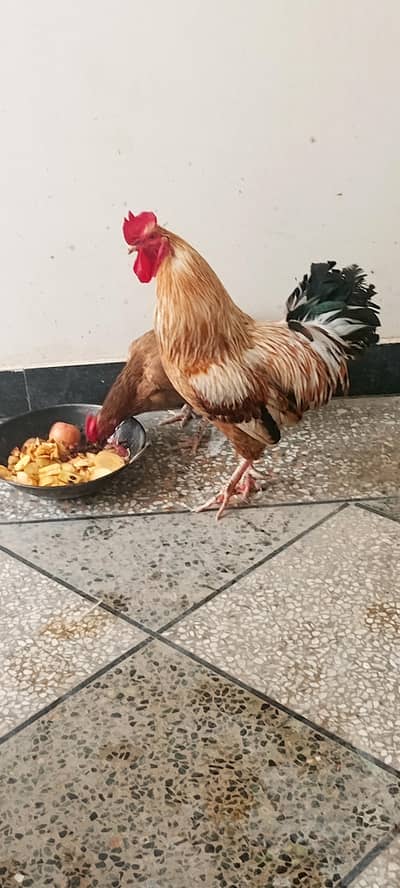 Murga and murgi
