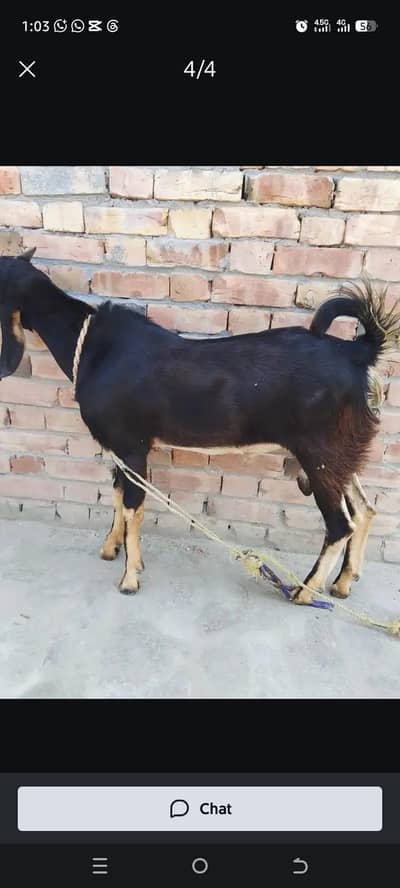 Bakra For Urgent Sale