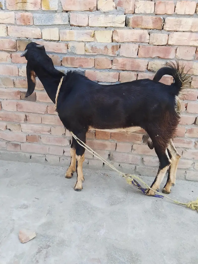 Bakra For Urgent Sale — photo 3