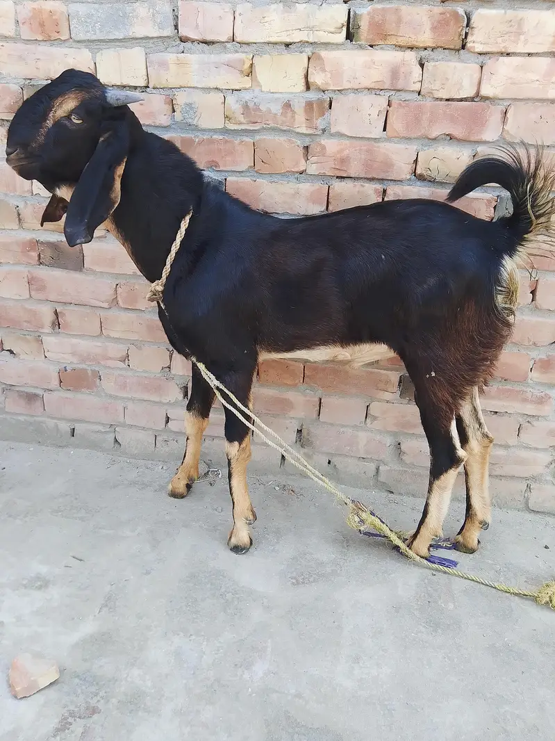Bakra For Urgent Sale — photo 5