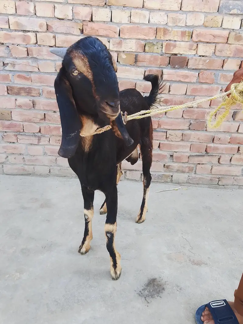 Bakra For Urgent Sale — photo 6