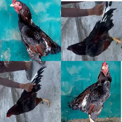 exchnage desi/fancy hens watsap03435762277