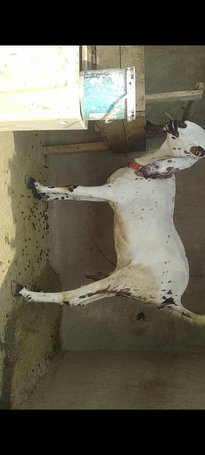 Bakkri or Bakra interesting person raabta Karen