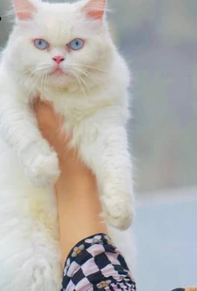 Persian cat