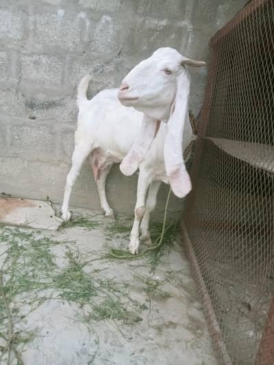 gulabi bakri