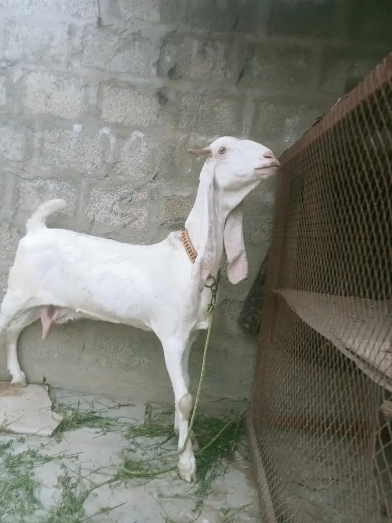 gulabi bakri — photo 2
