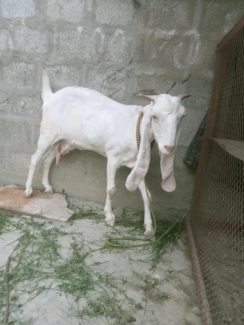 gulabi bakri — photo 3