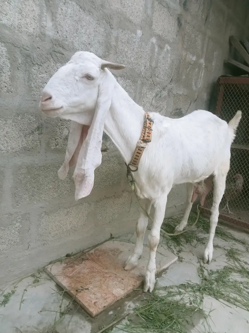 gulabi bakri — photo 5