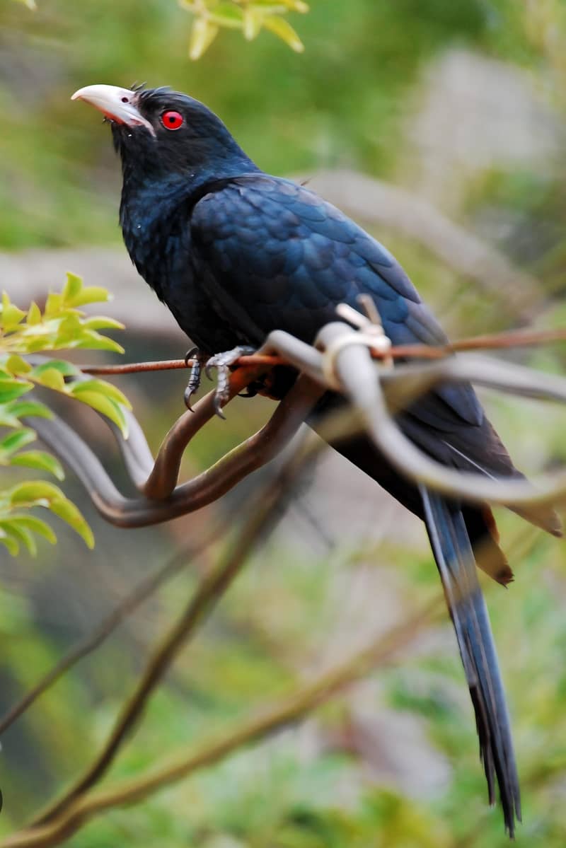 Koel chicks 0