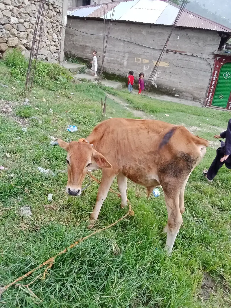 Cow for sell — photo 2