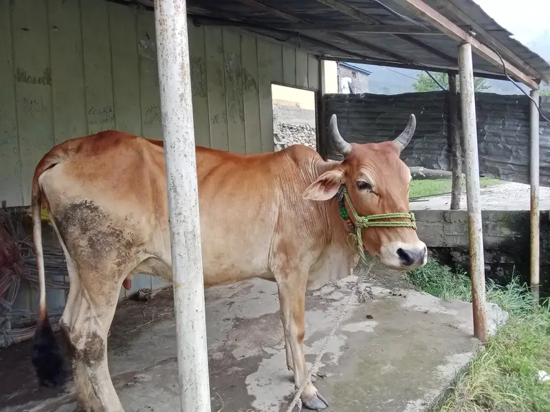 Cow for sell — photo 5