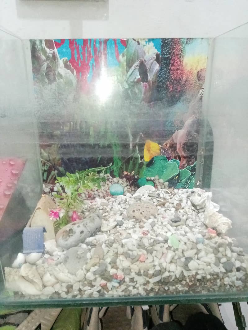 Aquarium 1