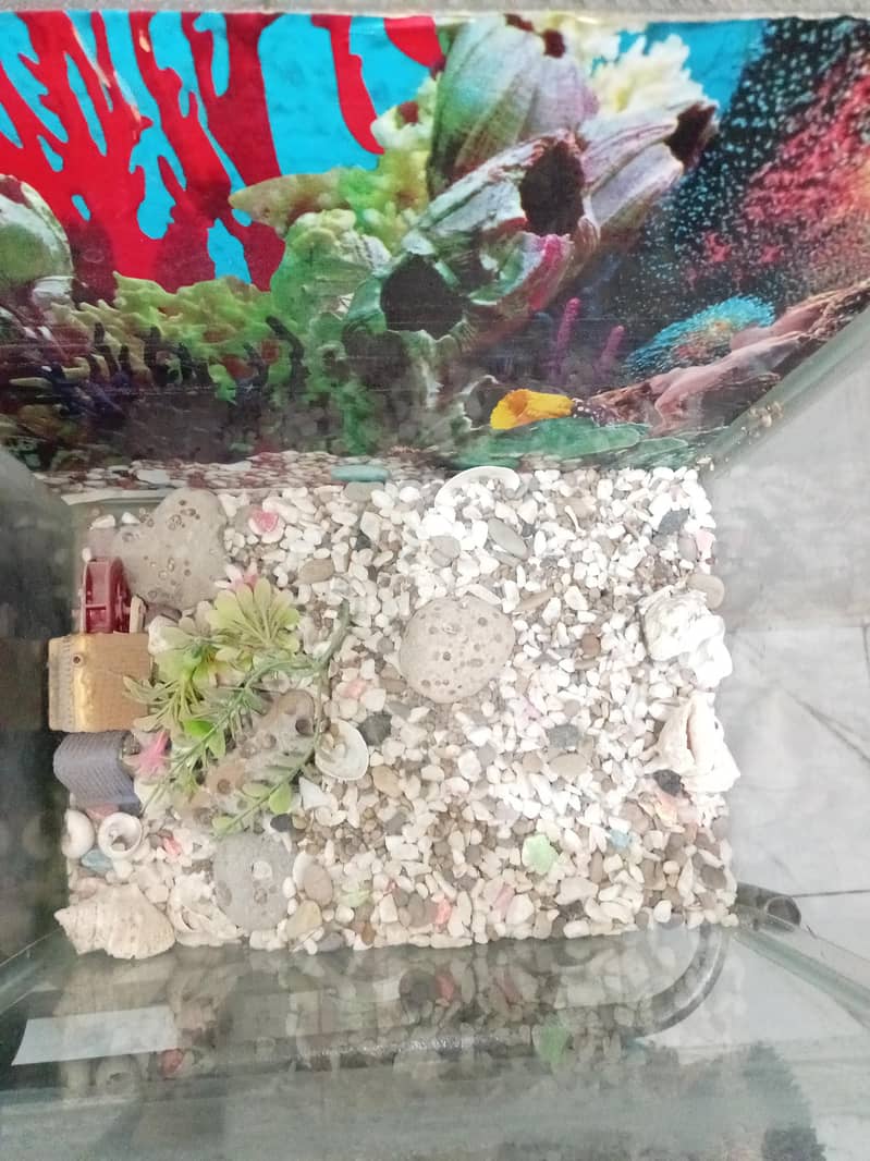 Aquarium 3