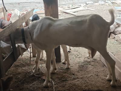 gulabi bakri