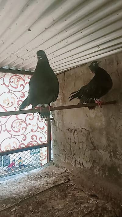 fancy lakha kabootar