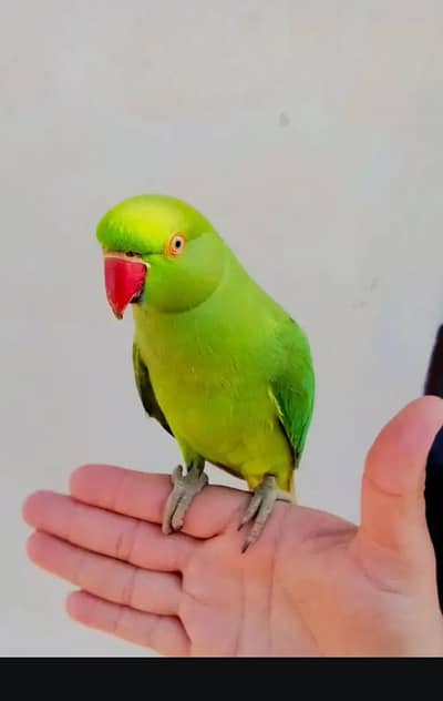 (Katha) Full Hand Tame Friendly Green Ringneck Pathy Never Bite