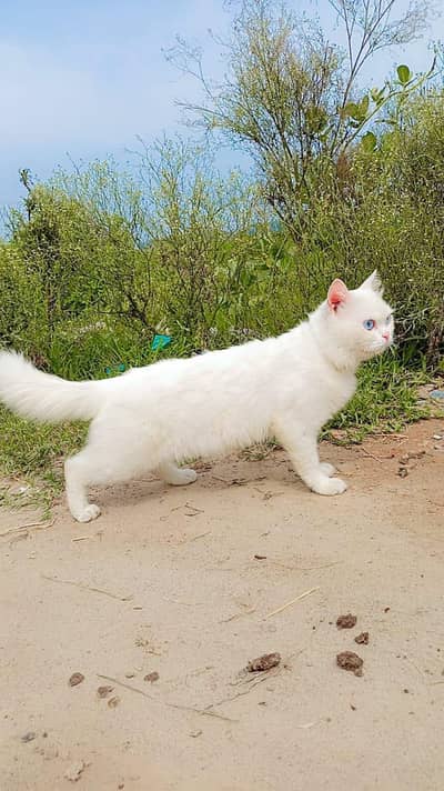 Persian cat