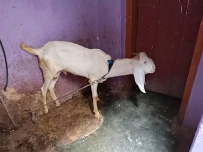 Gulabi cross Bakra brown And Wight Bakri 2 dant