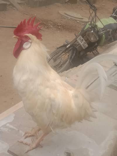 white misri murga