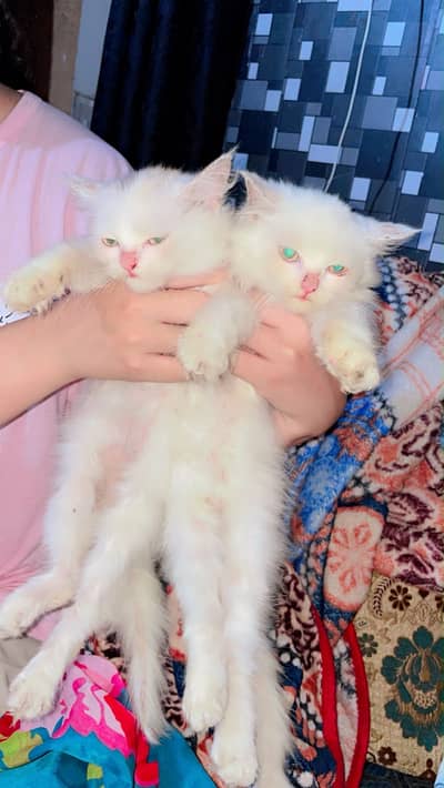 Beautiful Persian kittens for sale in lahore