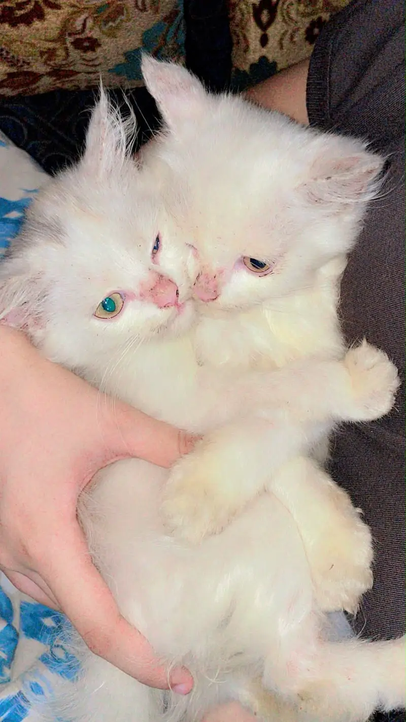Beautiful Persian kittens for sale in lahore pair 15000 — photo 2