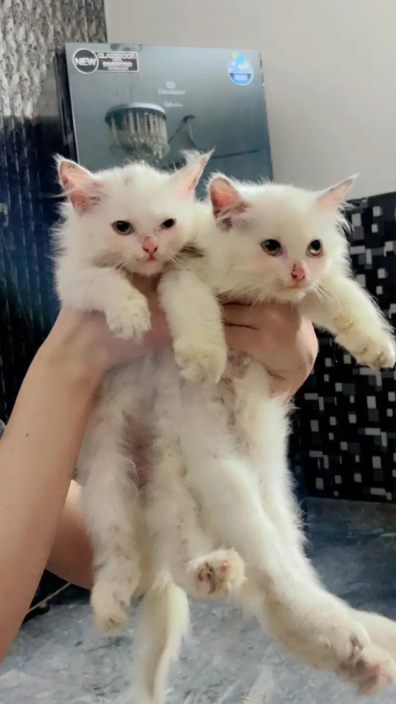 Beautiful Persian kittens for sale in lahore pair 15000 — photo 3