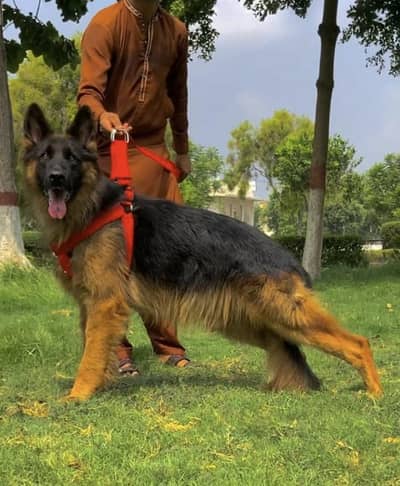 Top quality German shepherd proper long coat male 8 month available