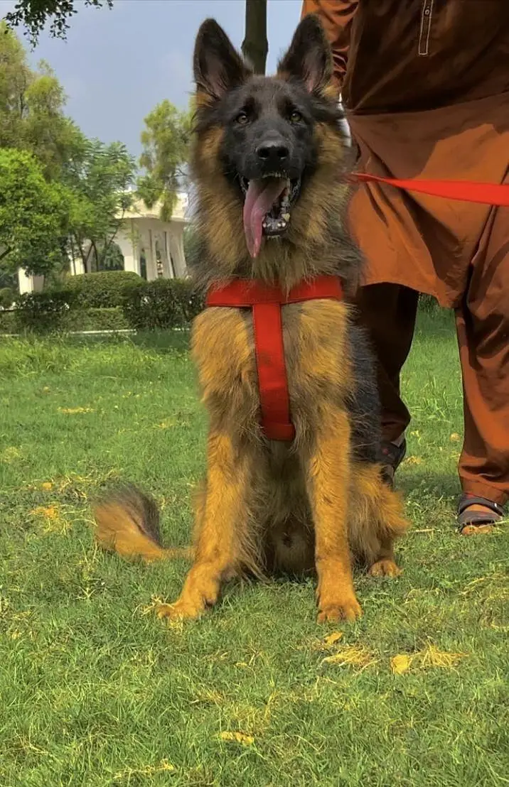 Top quality German shepherd proper long coat male 8 month available — photo 2