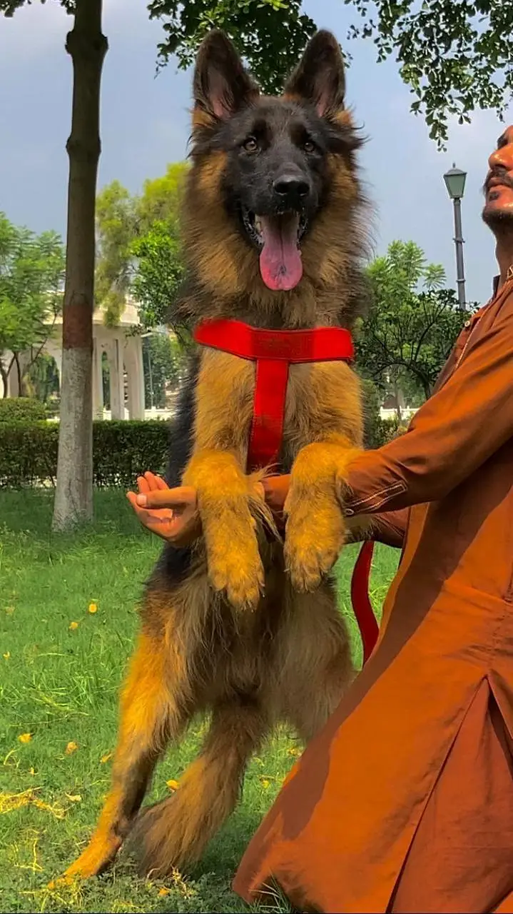 Top quality German shepherd proper long coat male 8 month available — photo 3