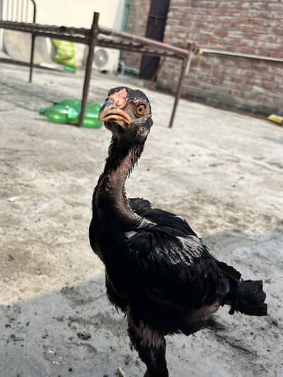 Aseel chicks high quality breed