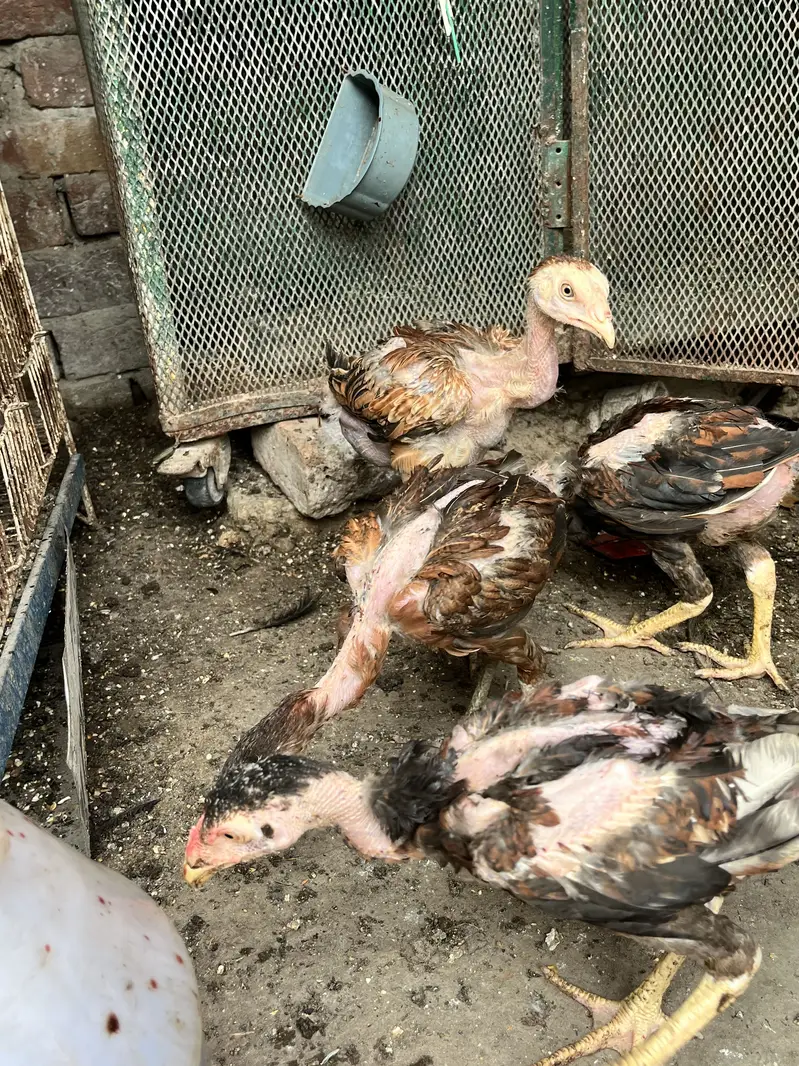 Aseel chicks high quality breed — photo 2