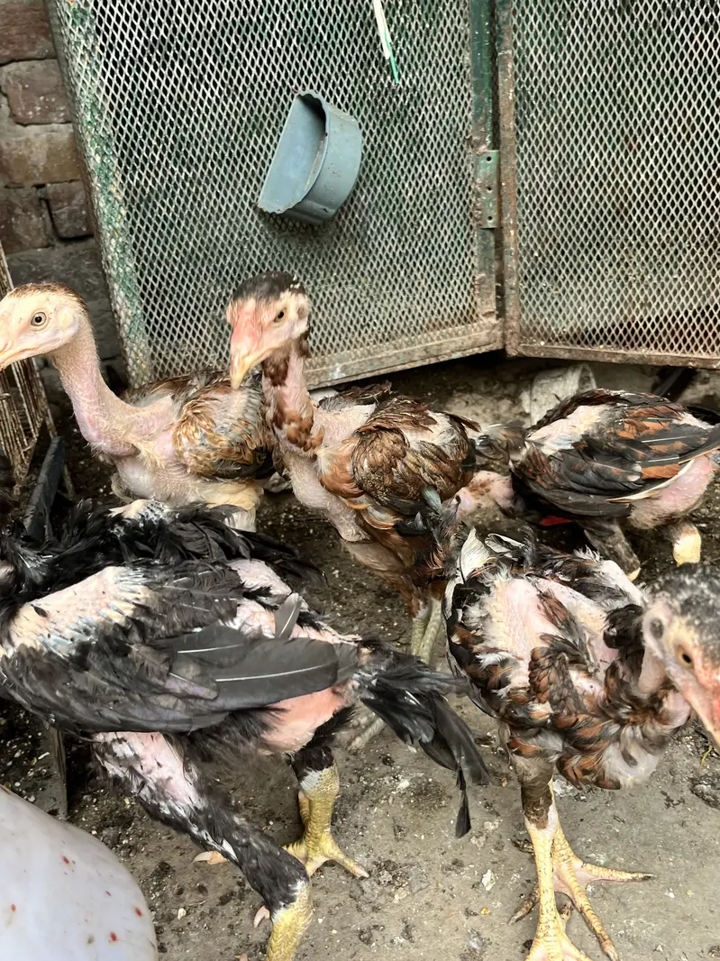 Aseel chicks high quality breed — photo 3