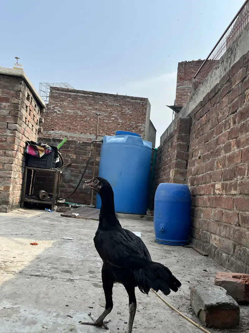 Aseel chicks high quality breed — photo 4
