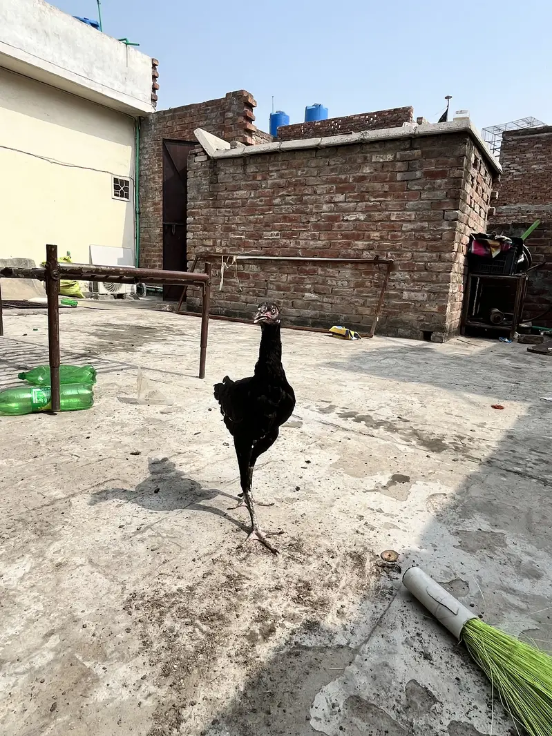 Aseel chicks high quality breed — photo 5