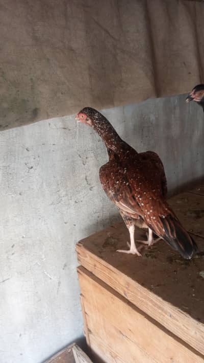 hen miawali
