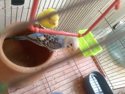 Australian parrot pair
