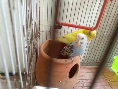 2 Australian parrot Rs 900 pair