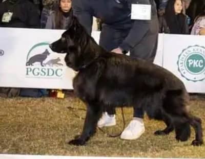 Black German shepherd pin p degree