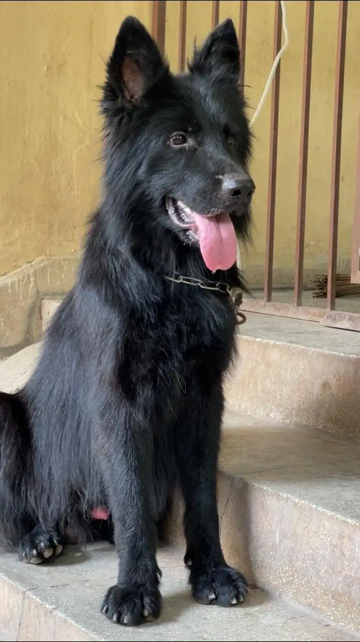 Black German shepherd pin p degree — photo 2