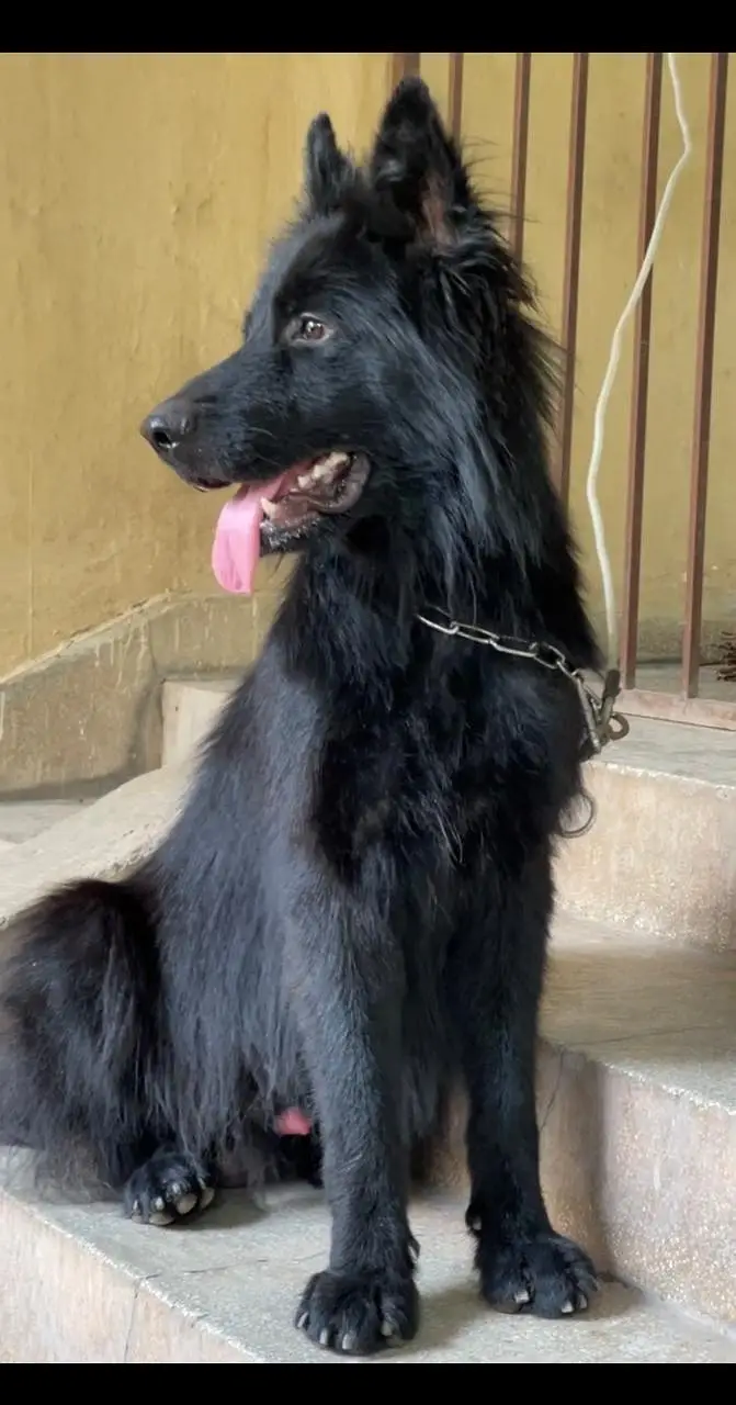 Black German shepherd pin p degree — photo 3
