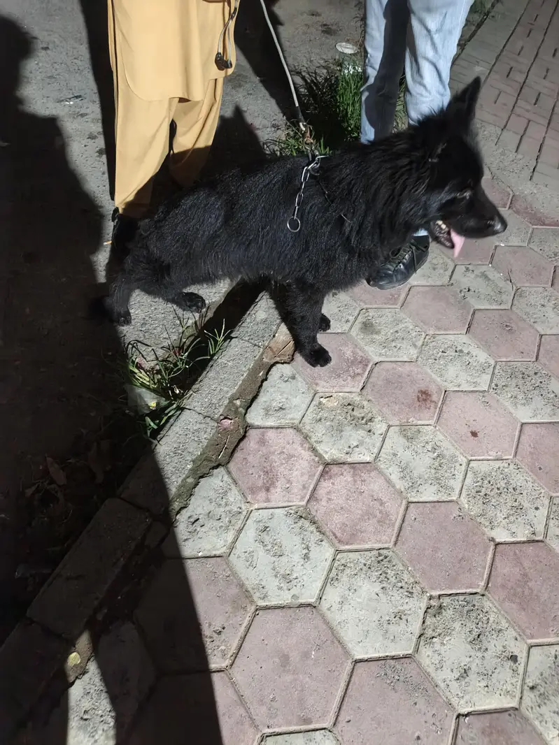 Black German shepherd pin p degree — photo 5