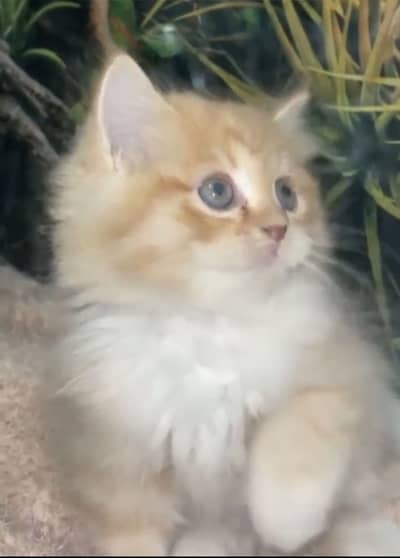 Triple coat kitten persian cats