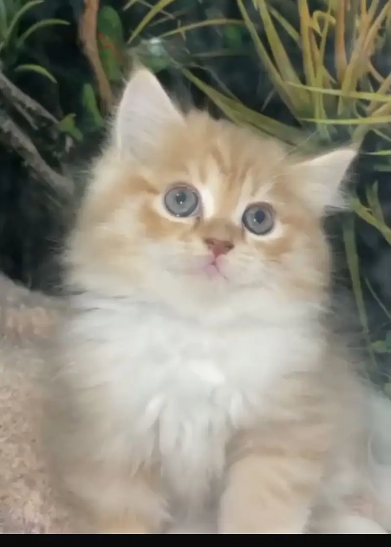 Persian cats/triple coat/ 4 kitten baby — photo 2